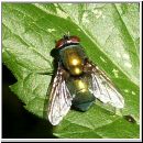 Calliphoridae sp - Schmeissfliegen 04.jpg